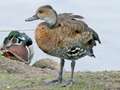 West Indian Whistling Duck